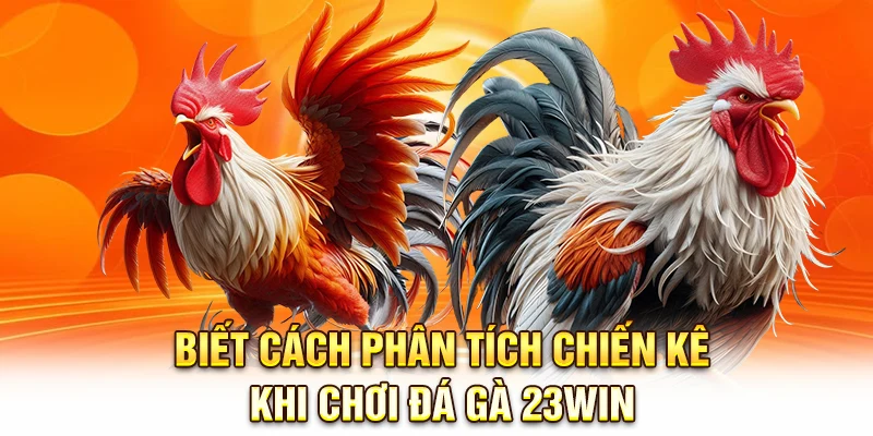 Biết cách phân tích chiến kê khi chơi đá gà 23Win Biết cách phân tích chiến kê khi chơi đá gà 23Win